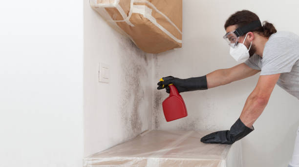 Professional Basement Mold Remediation technician working in Spring Grove, PA